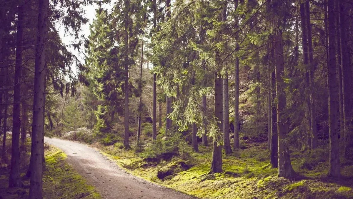 Psychological Stress and Emotional Intelligence in University Counselors: How to Combat Burnout