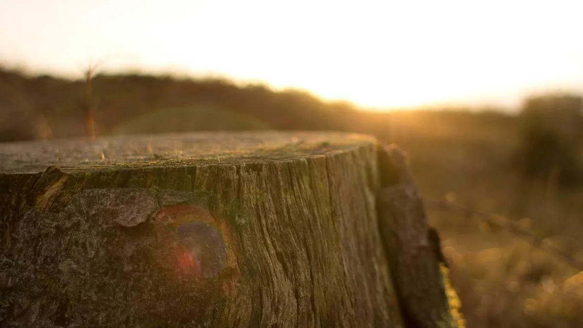 Experimental Study on the Impact of Public Situations on Moral Dilemma Decision-Making