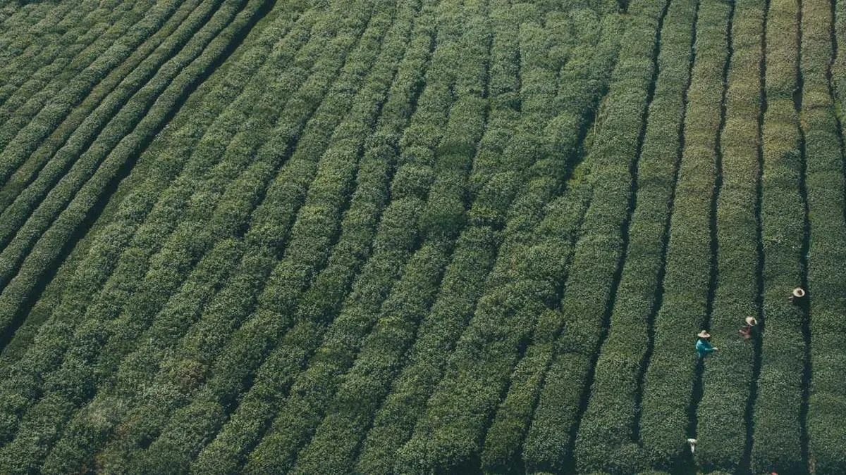 The Relationship Between Obesity and Mental Health? Psychologists Reveal How Childhood and Adult Body Types Affect Emotions