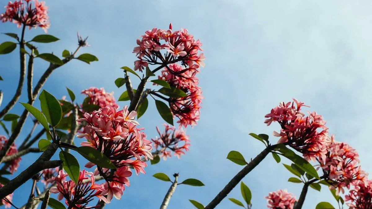 # Dual Pressure on Student-Athletes: Why Are Intimate Relationships Their Psychological Safety Net? Psychologists Reveal the Secret to Balancing Study and Training