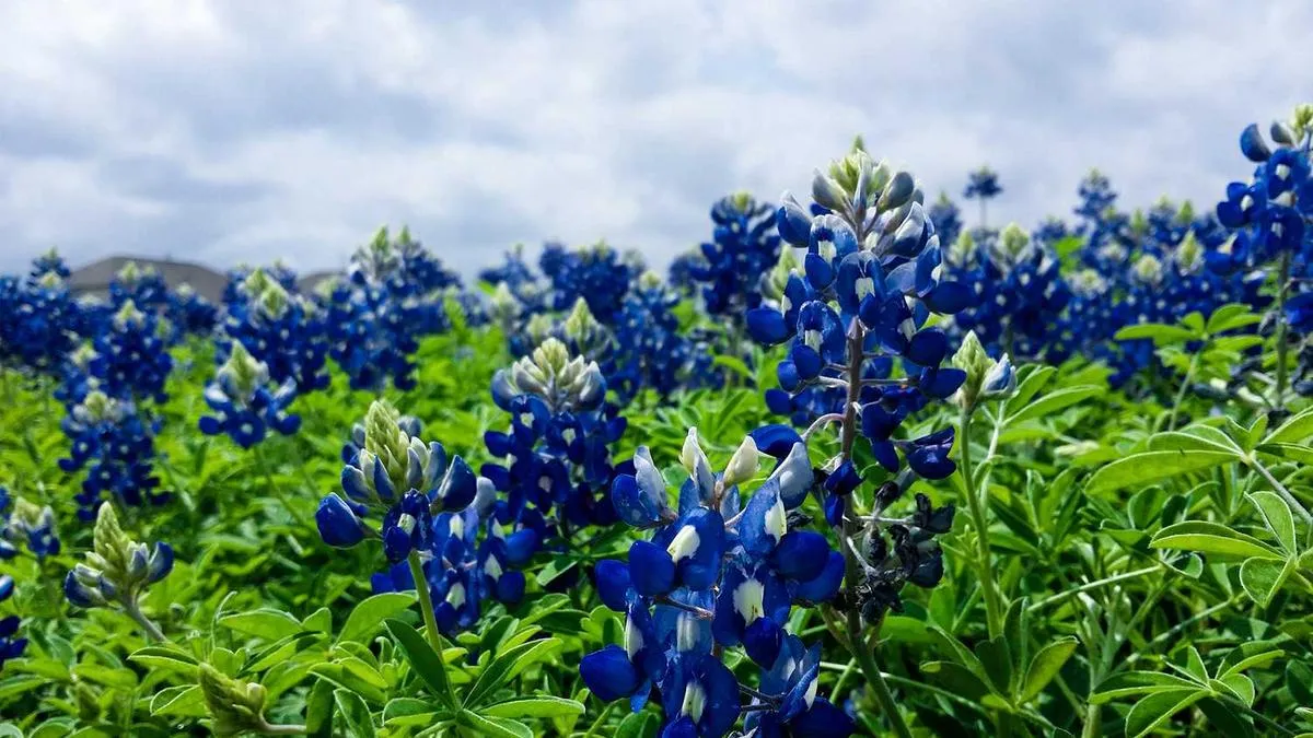 # Nature's Healing Power: Why Does Harsh Education Harm Children? Psychologists Reveal Nature's Magical Restorative Effects